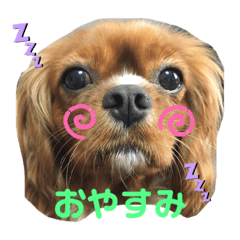[LINEスタンプ] kokomame0416