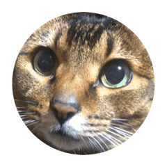 [LINEスタンプ] 愛猫くうちゃん