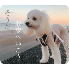 [LINEスタンプ] わんことにゃんこの日常。