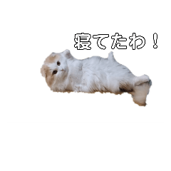 [LINEスタンプ] 汎用性ばつぐん！とわちゃんとふうまん