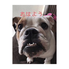 [LINEスタンプ] ブルドッグの笑ちゃん②