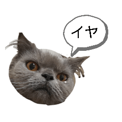 [LINEスタンプ] うちのこスタンプ〜ねこの兄弟〜