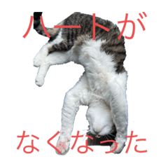 [LINEスタンプ] 実家で飼ってるクロちゃんのスタンプ第3弾