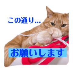 [LINEスタンプ] 返信に最適な猫スタンプ