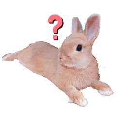 [LINEスタンプ] ♡PET♡