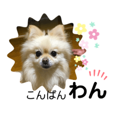 [LINEスタンプ] ぷっちゃんスタンプ01
