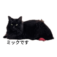 [LINEスタンプ] 黒猫ミックとクレオ