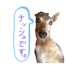 [LINEスタンプ] イタグレのナッシュくん