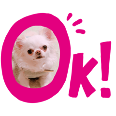 [LINEスタンプ] チワワのあむくん