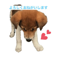 [LINEスタンプ] surfくん