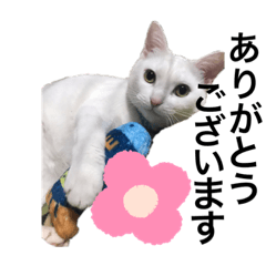 [LINEスタンプ] 菜っ葉とシエロ仲良しスタンプ2