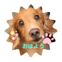 [LINEスタンプ] らっぴー2