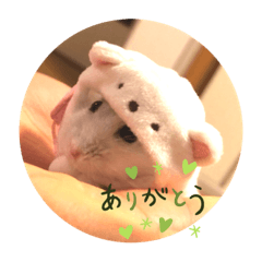 [LINEスタンプ] ウチのこまめ
