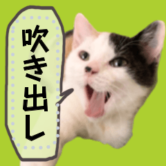 [LINEスタンプ] 使える！猫の吹き出しメッセージスタンプの画像（メイン）