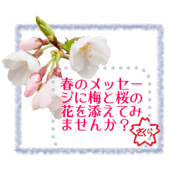 [LINEスタンプ] 梅と桜で春のメッセージの画像（メイン）
