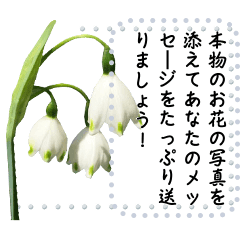 [LINEスタンプ] 春のメッセージ花々バラエティパック