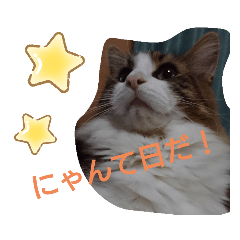 [LINEスタンプ] ケイト＆にゃんトラのにゃんにゃんLifE
