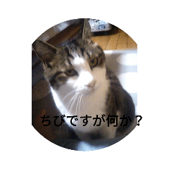 [LINEスタンプ] ちび猫のスタンプ！