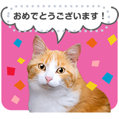 [LINEスタンプ] 猫写真のメッセージスタンプの画像（メイン）