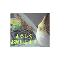 [LINEスタンプ] オカメインコとセキセイインコ