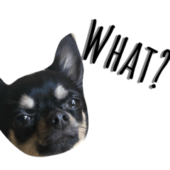 [LINEスタンプ] 我が家の愛犬だ！ダックスフンドとチワワ！