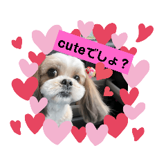 [LINEスタンプ] うちのシーズー二コちゃん