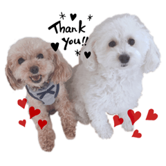 [LINEスタンプ] 愛犬ももパルゆめすず