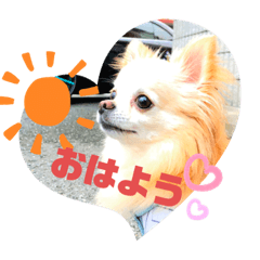 [LINEスタンプ] チワワのチョコちゃんの毎日