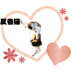 [LINEスタンプ] 猫の1日、猫三昧
