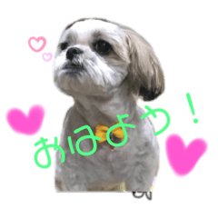 [LINEスタンプ] ぽちじゃないよ。ぽっちくん
