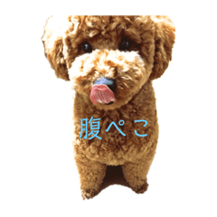 [LINEスタンプ] トイの日常編スタンプ