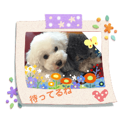 [LINEスタンプ] ルル＆そら