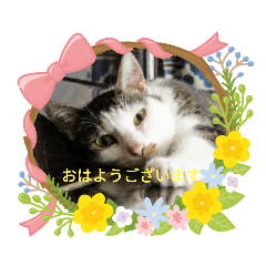 [LINEスタンプ] あいさつcatdog