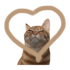 [LINEスタンプ] こめちの日常