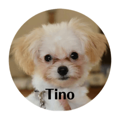 [LINEスタンプ] Tino＊スタンプの画像（メイン）