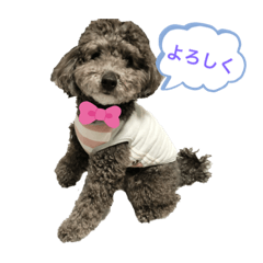 [LINEスタンプ] トイプードルシルバーのトイ♡
