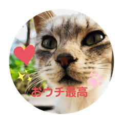 [LINEスタンプ] おうちタイムのネコちゃん