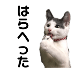 [LINEスタンプ] 猫のまつりちゃんスタンプ