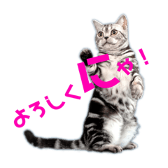[LINEスタンプ] コメットくん★のメッセージ。
