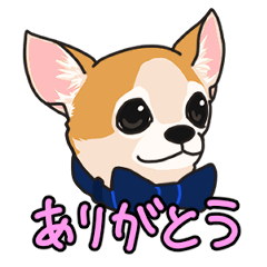 [LINEスタンプ] 茶白チワワのマロン