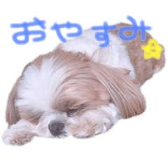 [LINEスタンプ] 使えるスタンプ ペット編