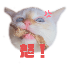 [LINEスタンプ] メル坊や⓵