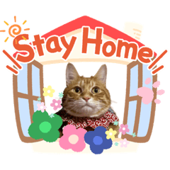 [LINEスタンプ] Ginger Tabby Cat Brothers 6