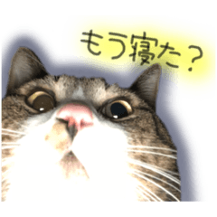 [LINEスタンプ] 酒井さんちのあずきくん2