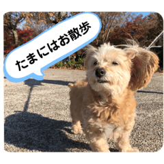 [LINEスタンプ] チャビくん