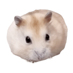 [LINEスタンプ] ハムスターが癒します