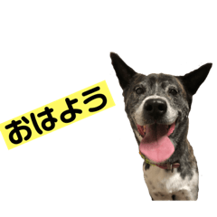 [LINEスタンプ] 甲斐の日常ver1