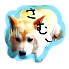 [LINEスタンプ] かん太くんの日常