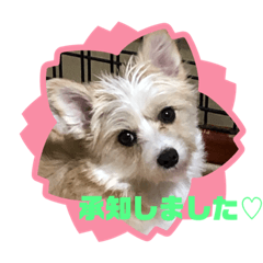 [LINEスタンプ] まるコーギー ラムの画像（メイン）