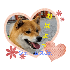 [LINEスタンプ] 柴犬ジェームスjr2